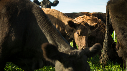 cattle