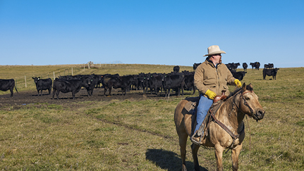 Protect your herd from New World Screwworm