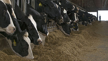 mprove dairy farm insurability by addressing these five claim risks