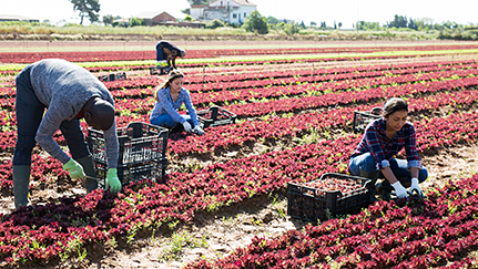 Tips to help overcome farm labor shortages