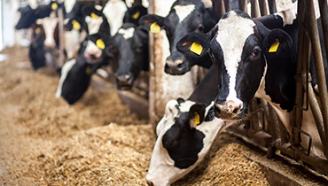 cows
