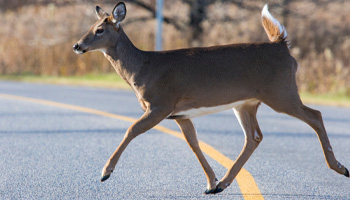 A deer crossing a two lane road