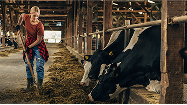 woman and cows