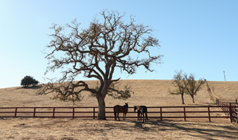 /staticassets/RTC-Farm%26Ranch-OptionalCoverages-10483_6195_tcm108-20500.jpg