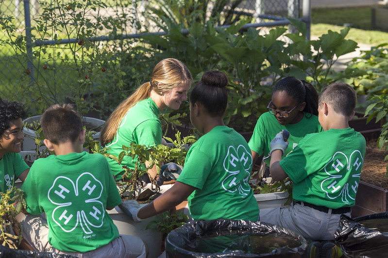 4-H Club students