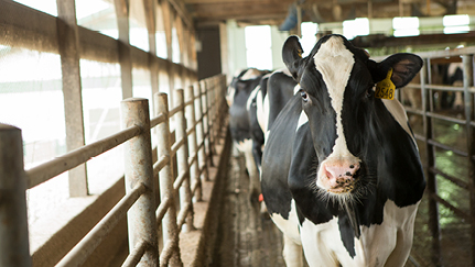 The changing landscape of U.S. dairy: migration, innovation and opportunity