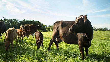 Protecting your herd: Modern threats and solutions for livestock theft