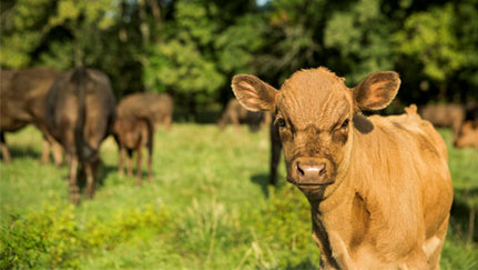 How cattle producers are adjusting to COVID-19