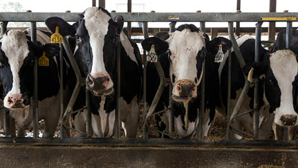 H5N1 bird flu the latest challenge facing U.S. dairy farmers