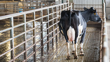 Harnessing manure: Digesters turn waste into energy