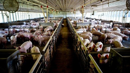 Manure pit safety by Nationwide and NECAS