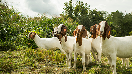 Unwarranted animal cruelty lawsuits