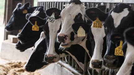June is national dairy month