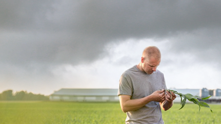 A person holding a plant with green leaves in a field under a cloudy sky.