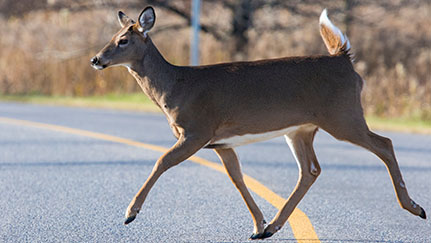 deer crossing the road